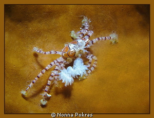 Boxer.. G11 by Nonna Pokras 
